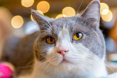 《王国：80年代》登陆steam 横版探索冒险名作独立扩展